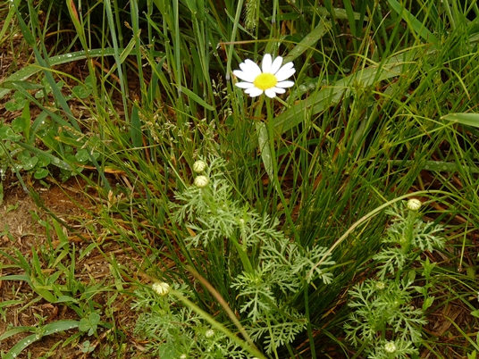 {Tanacetum cinerariifolium}